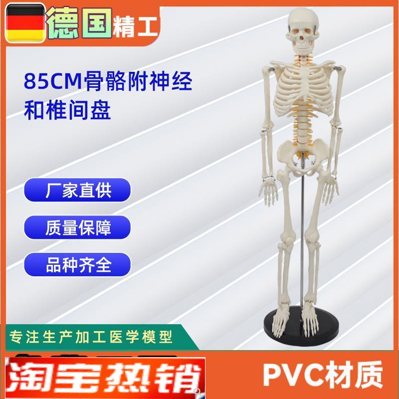 85CM带神经和椎间盘骨骼模K型人体骨骼教学模型