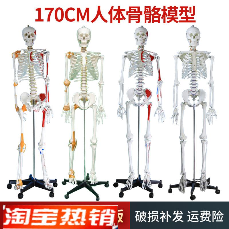 自然大人体骨骼模型170CMw成人大白骷髅标本教学脊椎全身骨架模型