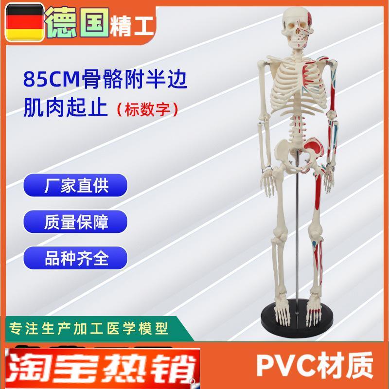 85CM附半边肌肉起止的骨骼(标数字)人N体骨骼模型医药展示器材