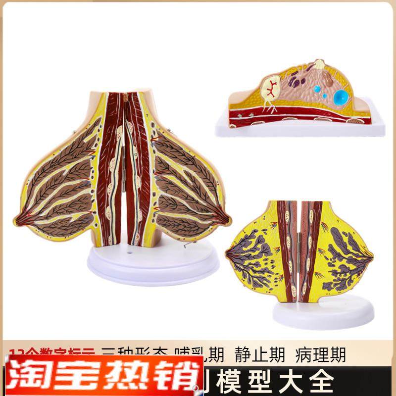 哺乳期乳房模型胸部解q剖乳房结构造乳房乳腺病变模型催乳师教具,玩具/童车/益智/积木/模型,其他模型玩具,淘宝优惠券,粉丝福利购,淘宝优惠卷