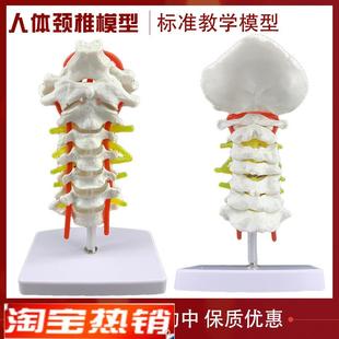 颈椎带颈动f脉后枕骨椎间盘与神经模型人体骨骼解剖模型