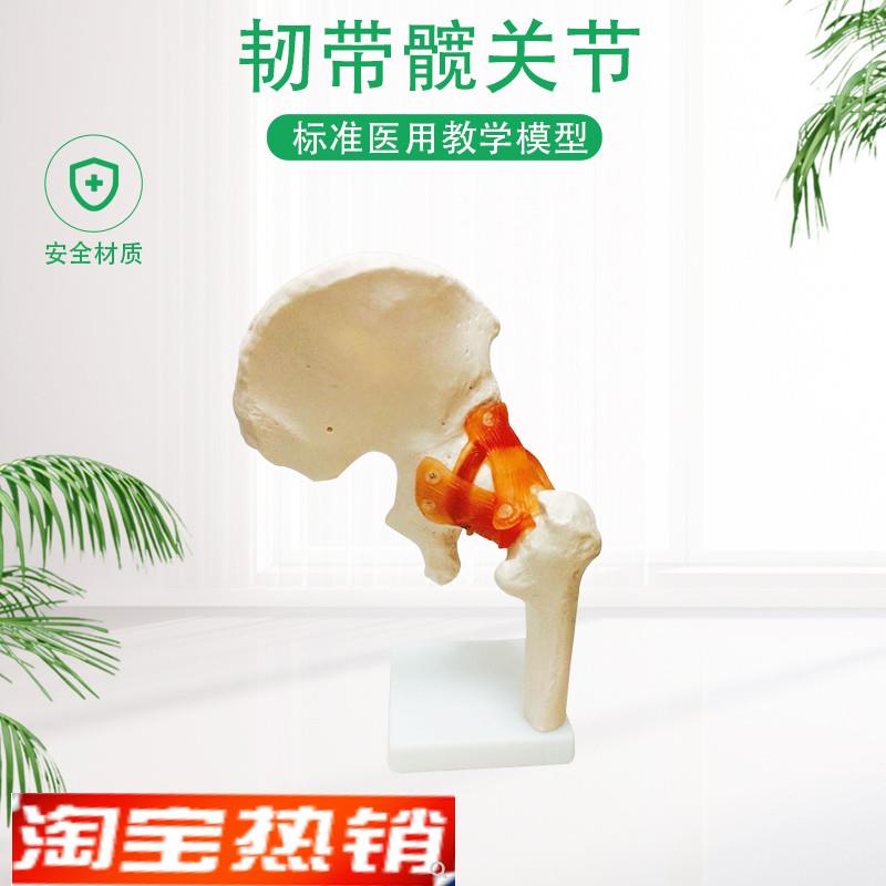 正品人体髋关节股关节模v型人体骨骼模型运动骨骨科疼痛科