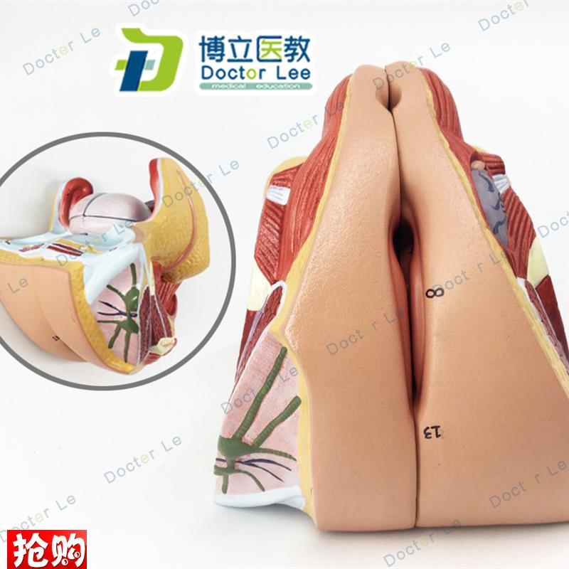 正品女性内生殖器官模型子宫z卵巢生殖结构生殖器层次解剖模型