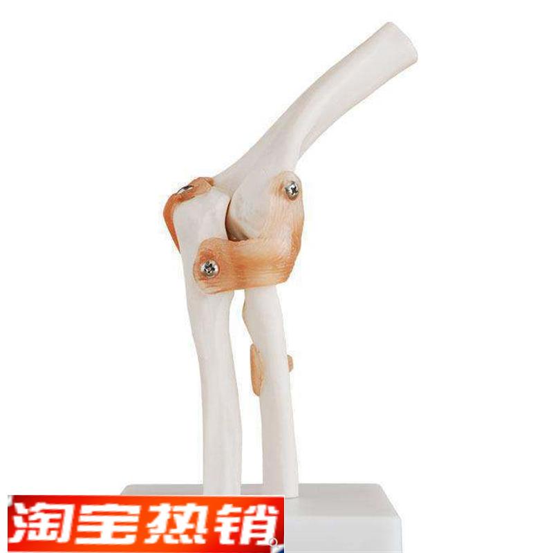 自然大肘关节模型人体骨骼模型骨骼H六大关节模型骨骼运动系统