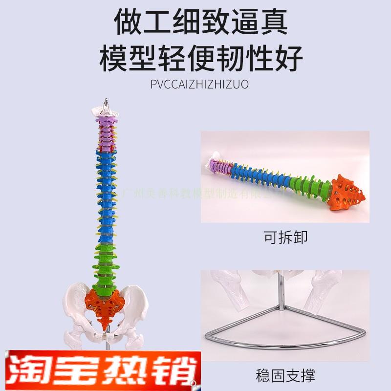 11人体脊椎解剖模型o脊柱模型80CM彩色脊柱附椎间盘神经模型