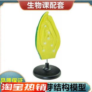 植物芽结构玉米籽粒荠菜胚发育过程根尖结构植物.细胞单子叶