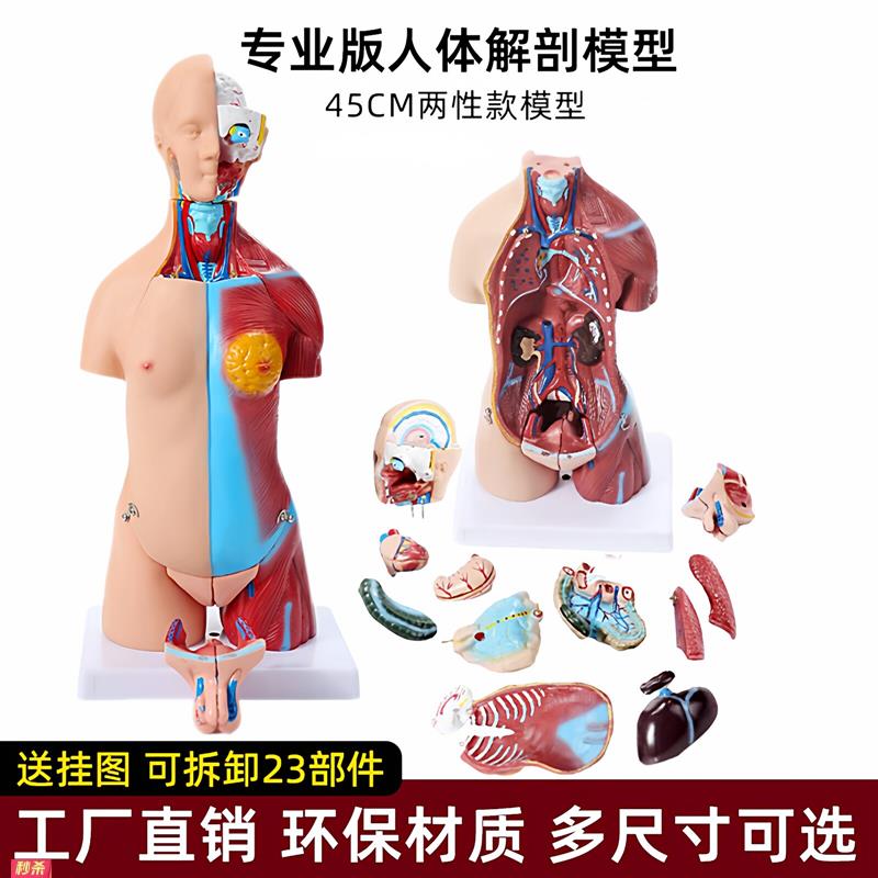 人体器官解剖模型医用仿真教学全身躯干拼装结构模型
