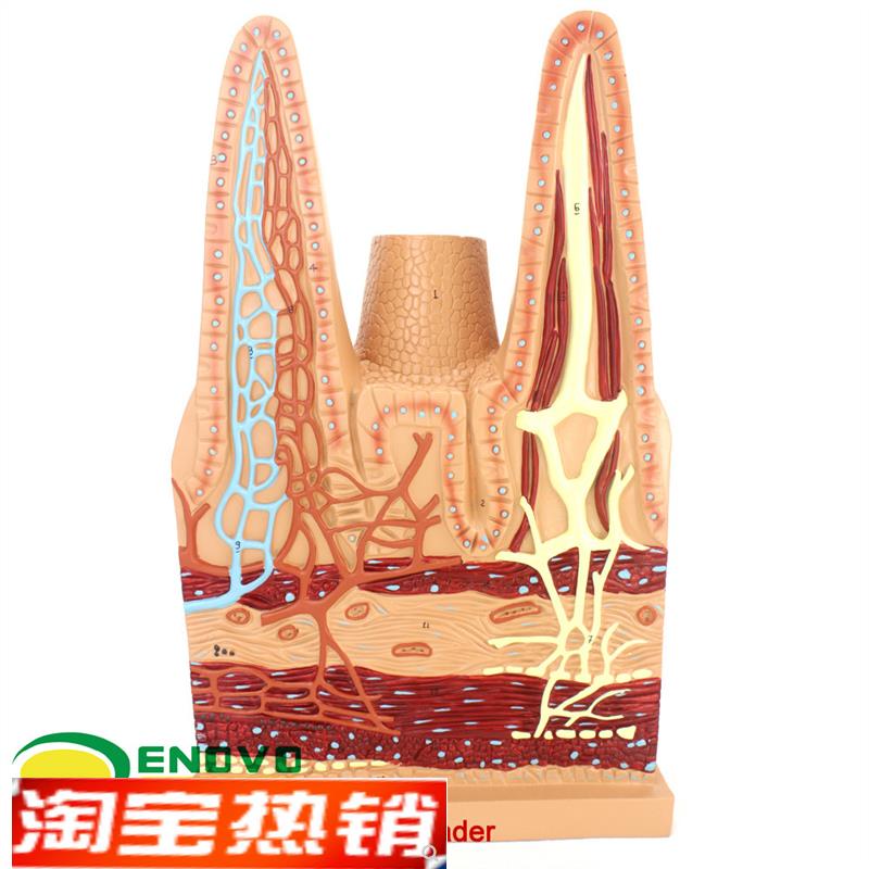 ENOVO正品医j学用人体小肠绒毛解剖模型消化系统模型医用生物教学