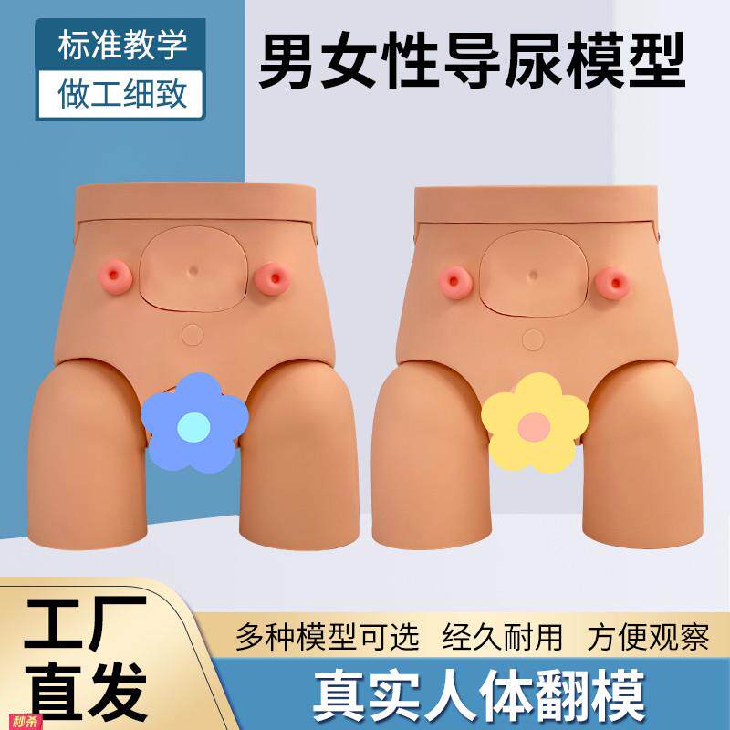 导尿模具高级男女可互换内外生殖器导尿模型导尿直观练习模具