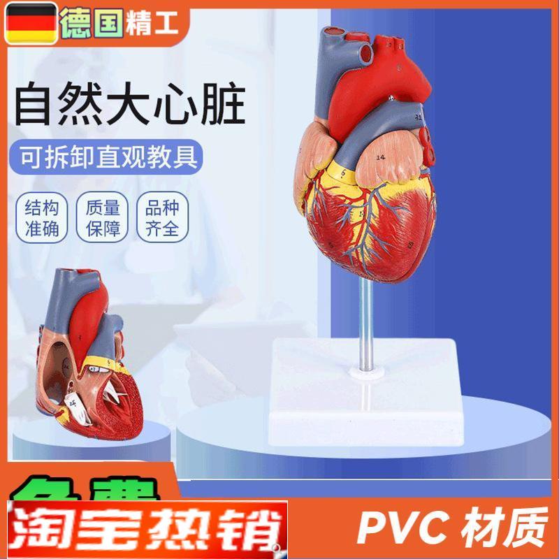 德国】1比1人体自然大心脏解剖模型B超彩超心内科V器官教学数字标