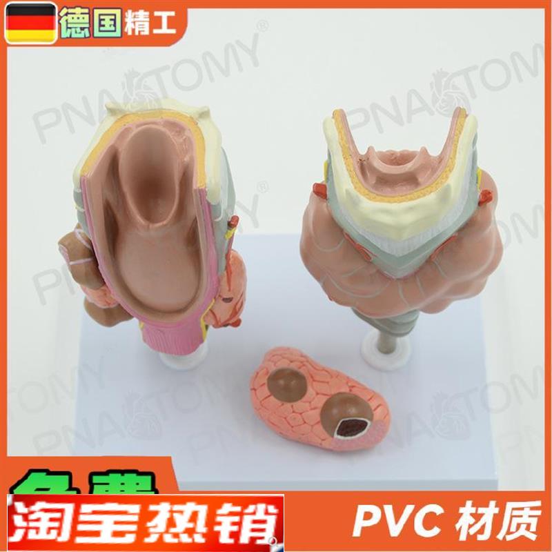 德国】甲状腺病理喉头医学解剖y模型甲亢甲低甲jian内分泌系统内