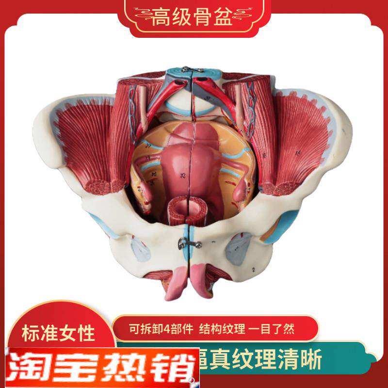 自然大1:1e高级女性盆骨附生殖器官子宫与血管神经肌肉模型4配件