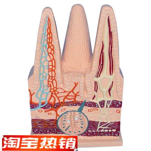 肠绒毛模型人体毛细n淋巴血管静脉解剖切面中学生物教仪医用医学