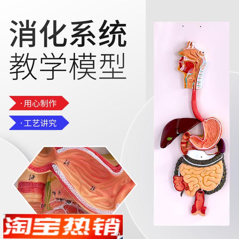 人体消化系统模型消化道胃剖面鼻咽喉大小肠胃U解剖模型肛肠科