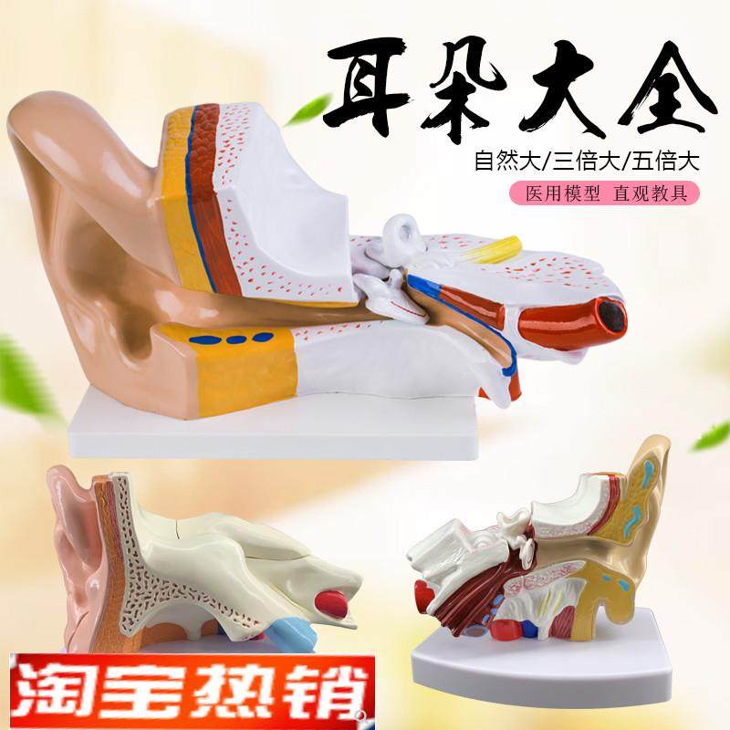 耳模型桌上型耳解剖模型外中内耳部听G觉系统器官耳朵构造教学医