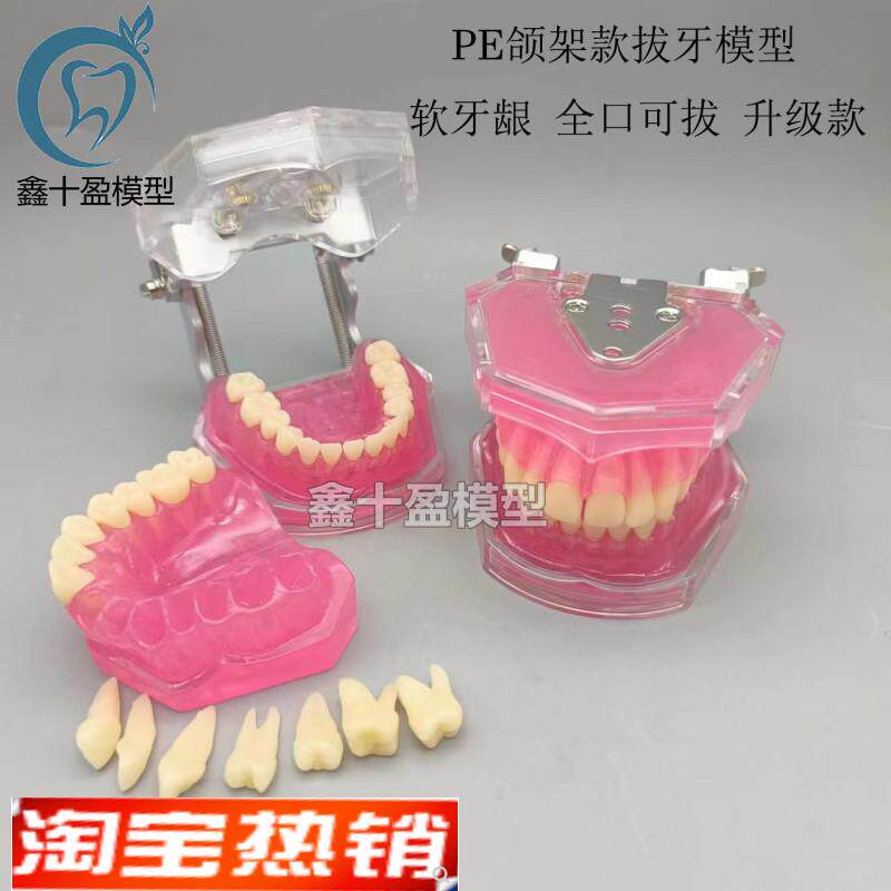 牙科口腔教学生练习拔牙模型全口可拆卸牙齿软牙O龈28颗牙齿FE颌