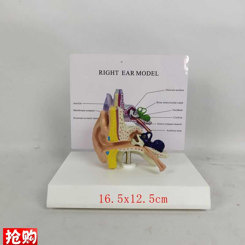 人体耳朵b结构听觉系统解剖模型放大耳鼻喉科中内耳道采耳教学道