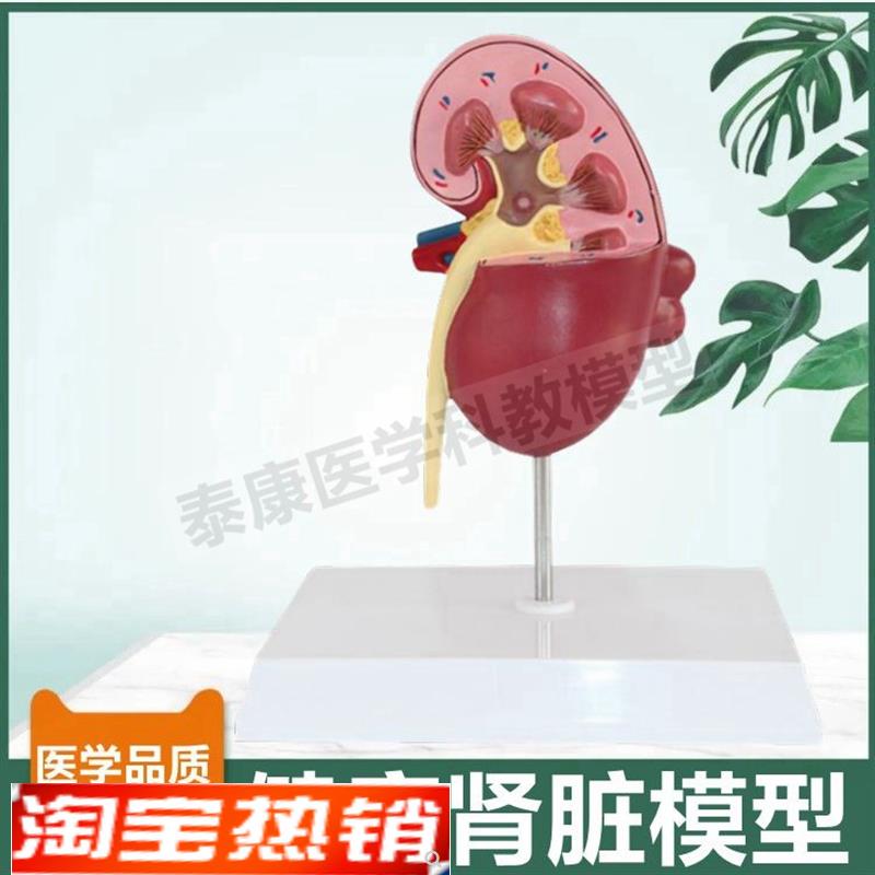人体肾脏结构模型泌m尿器官肾小球肾单位蛋白尿形成功能受损医患