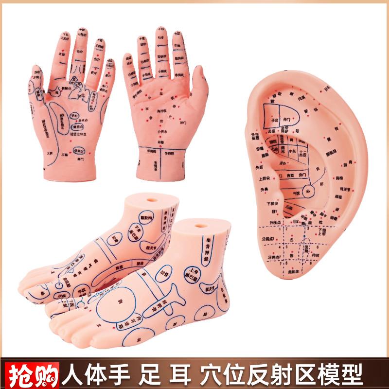 手足耳朵穴位模型反射区脚底中医A按摩推拿针灸经络高清晰教学模