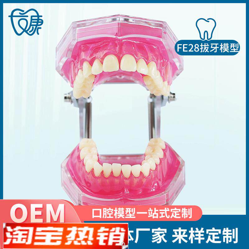 FE28拔牙模型人体牙齿结构解剖模型口腔牙N模具仿真牙科教学牙模