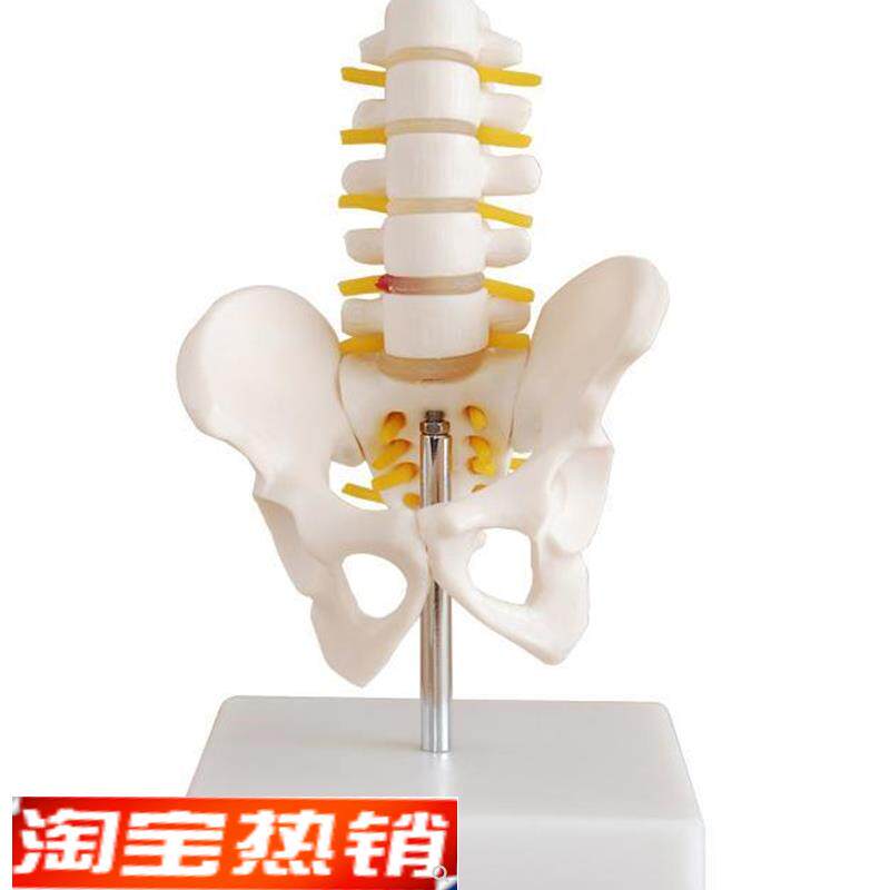 小型骨盆带五节腰椎s模型人体盆骨骨骼解剖标本教学模具