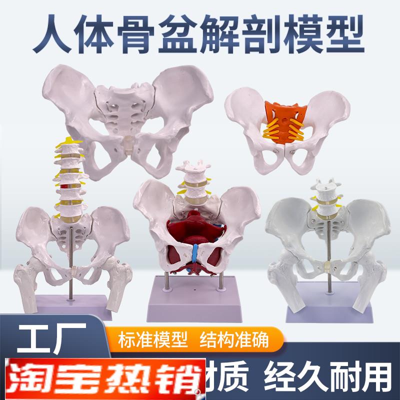 产后康复可活f动骨盆模型骶骨髋骨女性可弯曲人体骨骼解剖盆底肌