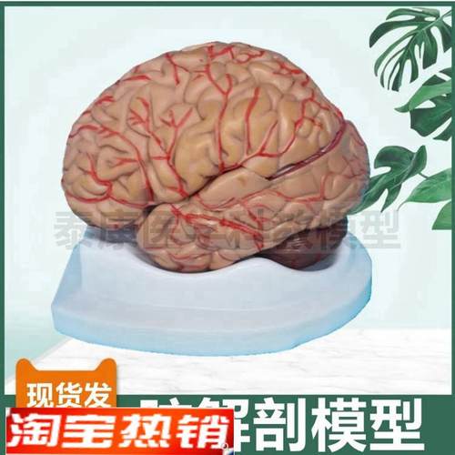 脑组织模型可拆卸8部件小脑大脑皮层功能区神P经中枢血管破裂卒中