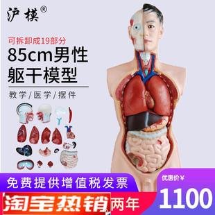 沪模85cm男性躯干模型可o拆分19部件人体内脏解剖胸腹部器官结构