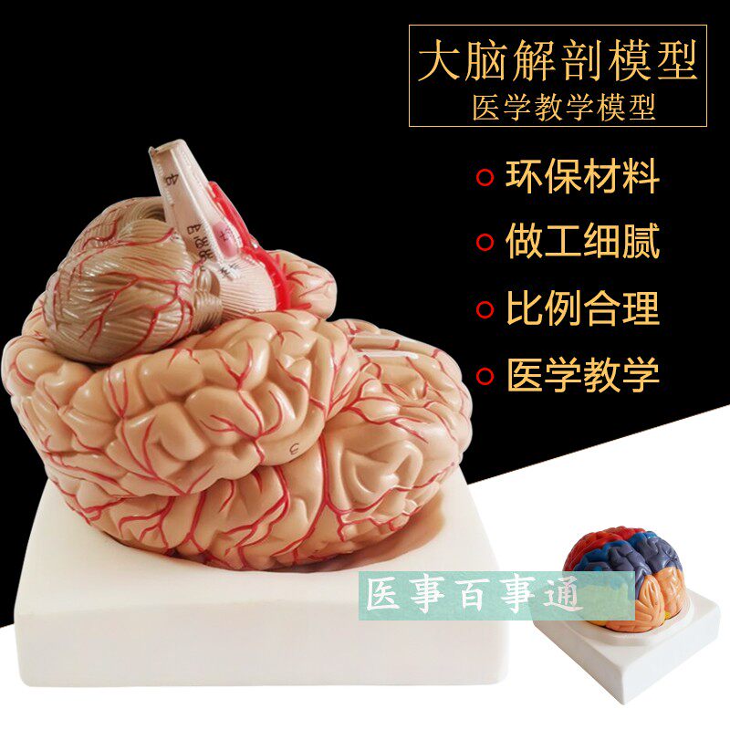 人体大型脑解剖i模型 人类脑模型 脑血管 脑神经 自然大人脑模型