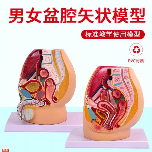 教学仿真女盆腔模型女性泌尿生殖系统标本正中矢状切人体解剖医学