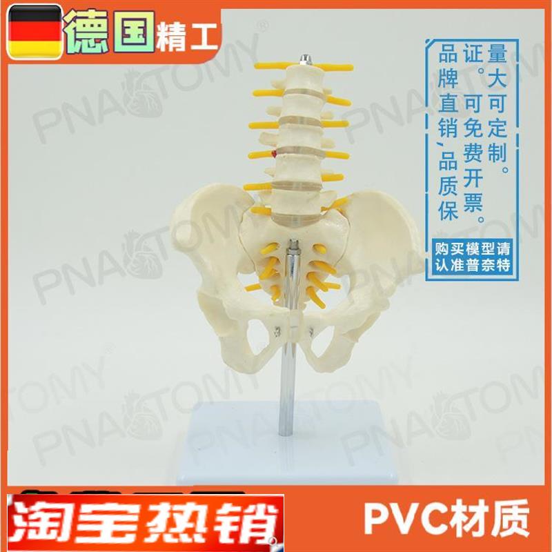 小型5节腰椎带骨盆脊神经骨骼模型教学妇产科T骨科疼痛科标本