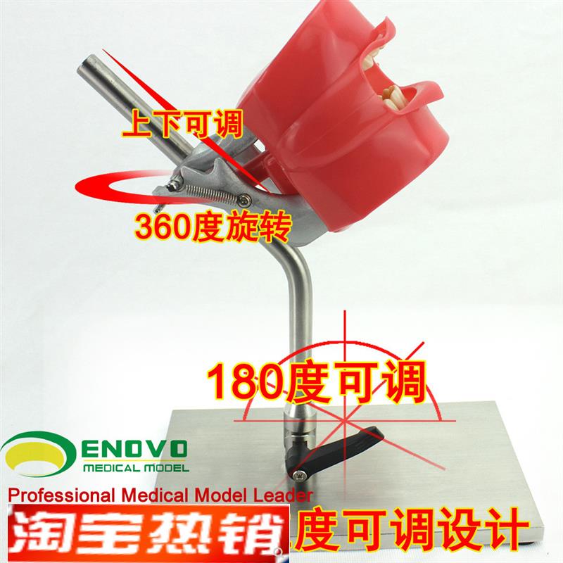 ENOVO颐诺口腔仿生头模系统牙科医生I培训制备仿真备牙齿教学模型
