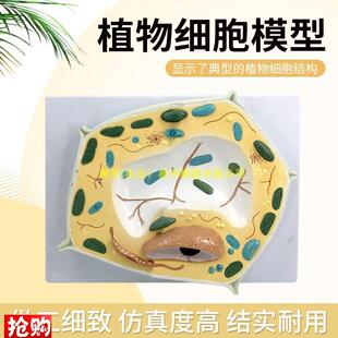 植物细胞模型细胞组织模型初中生G物教学仪器教具实验用品