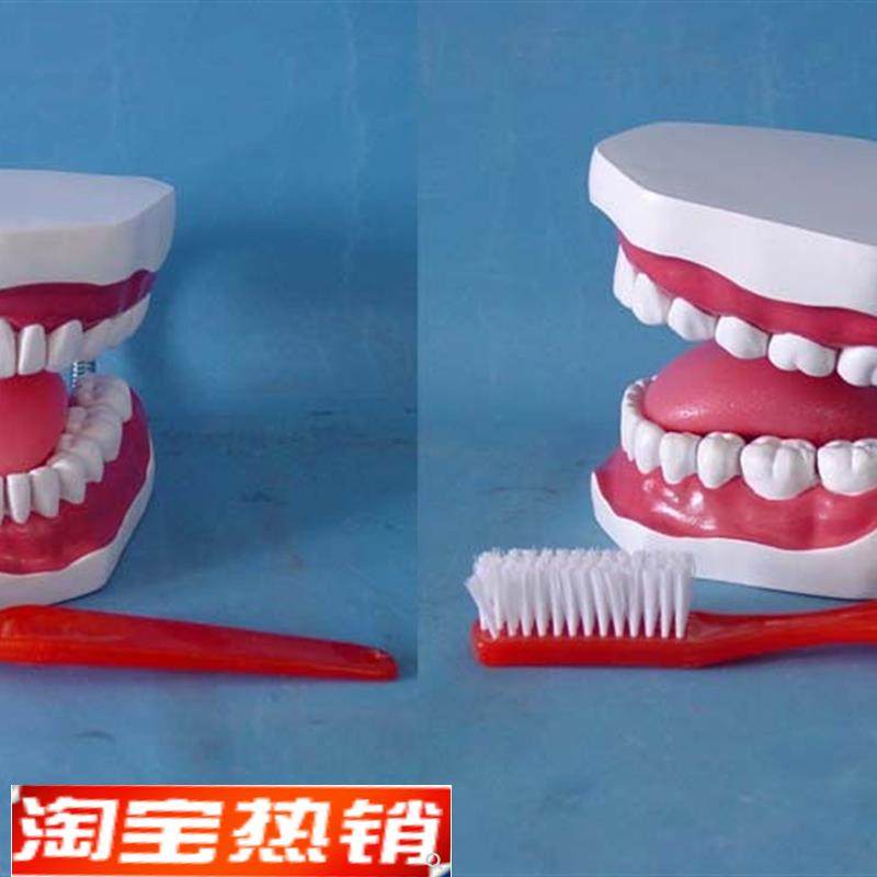 中护理牙有牙缝牙齿模型护y理牙齿示教人体模型口腔护理模型