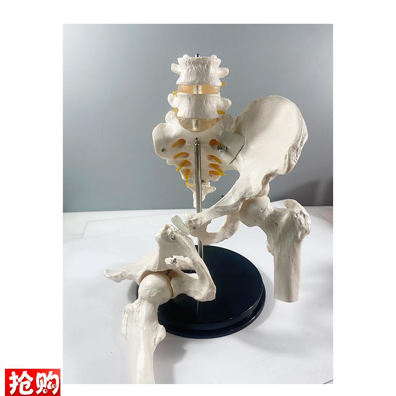 1比1腰椎带骨盆关节可拆卸骶髂耻骨E联合股骨头康复正骨产后修复