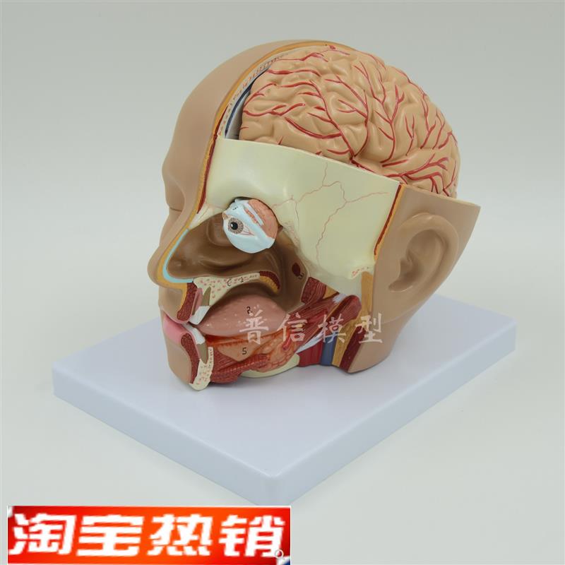 普信头部解剖模型脑模型4部件大脑模型人S体解剖模型医用