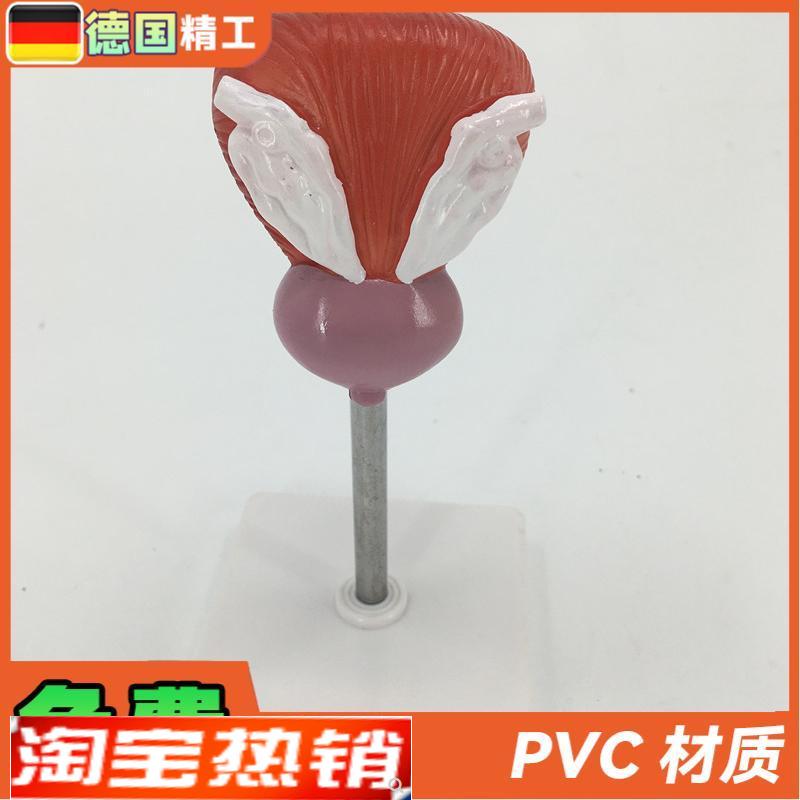 教学仿真膀胱模型人体p膀胱解剖标本2部件正常自然大膀胱医疗教具
