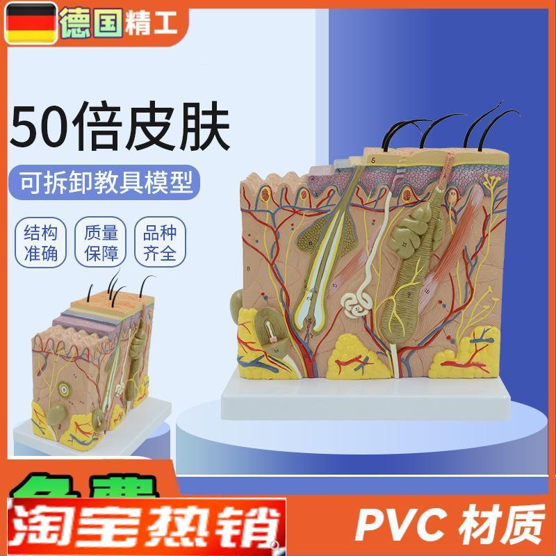 德国】皮肤模型放大美容皮肤科教学用中英文说R明皮肤结构教具仿