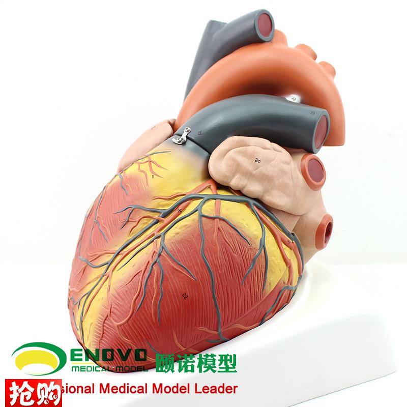 ENOVO颐诺放大版人体心脏模型B超彩超声医学用心内科心Z脏解剖教