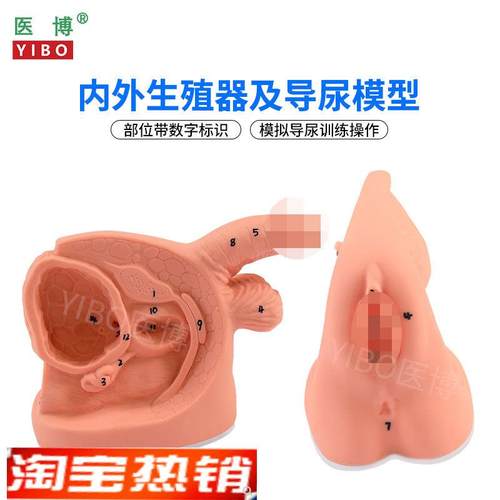 医博BIX-H5fD/6D男女性内外生殖及导尿模型男性生殖器解刨模型女