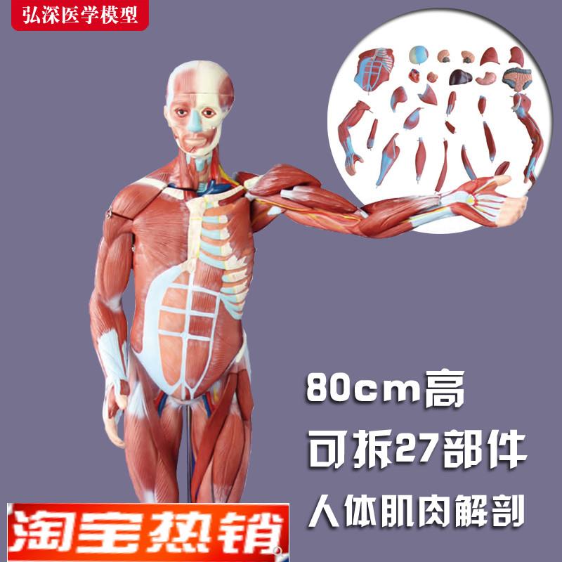 80cm人体全身肌肉解剖模型可拆卸D内脏展示医学示教学教具模具玩