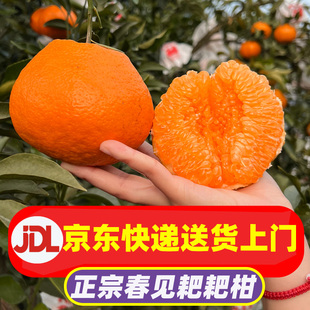【京东快递 防冻装】正宗四川春见耙耙柑新鲜水果整箱包邮