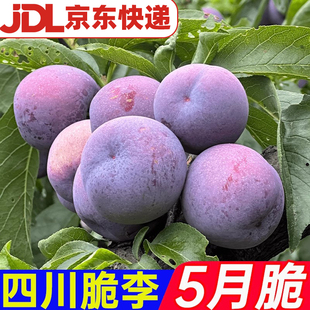 【京东快递】正宗五月脆凤凰李新鲜水果半边红脱骨蜂糖李青脆李