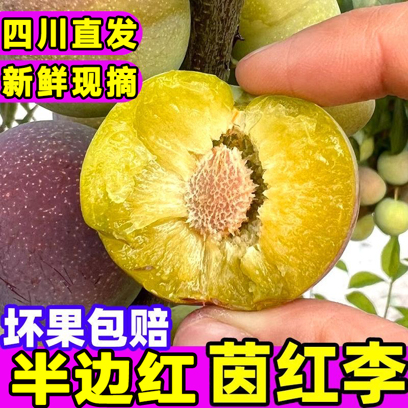 【半边红】四川李子半边红应季水果脱骨非青脆李