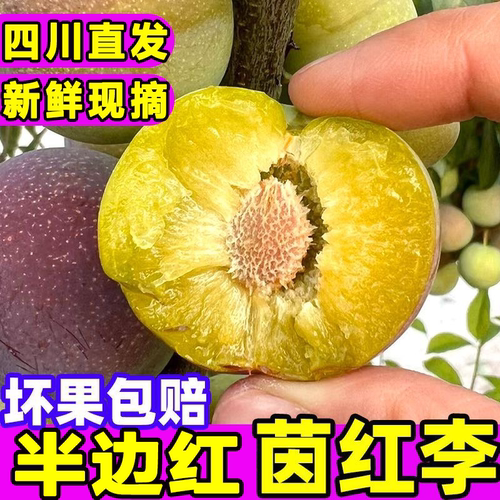 【半边红】四川李子半边红应季水果脱骨非青脆李