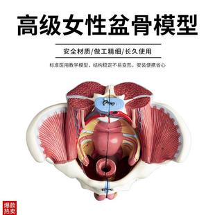 女性骨盆附盆底肌和神经血管模型可拆卸解剖骨盆W生殖解剖模型