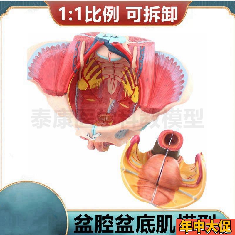 女性盆底肌模型 盆腔器官 v泌尿生殖系统 妇产科临床产后修复家政