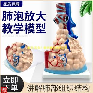 肺部模型a大型肺泡放大模型人体内脏呼吸肺模型人体肺部教学模型