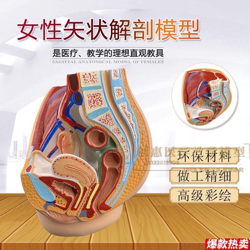 正品女性盆腔解剖模型生殖泌尿子p宫妇科矢状切模型骨盆模型包邮