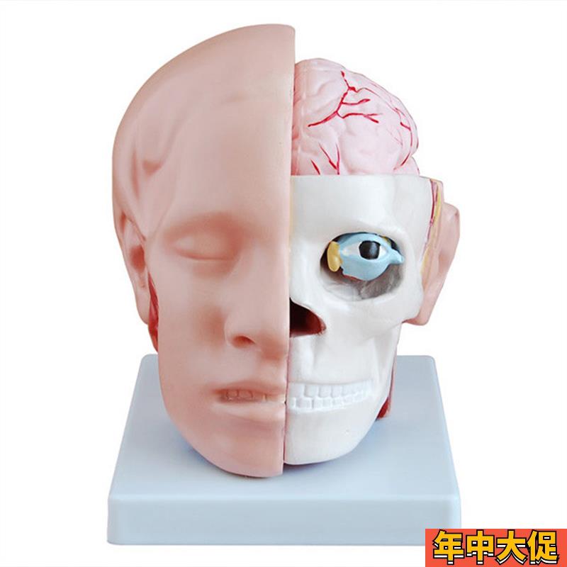 人体头部解e剖附脑动脉模型医学教学用标本模具